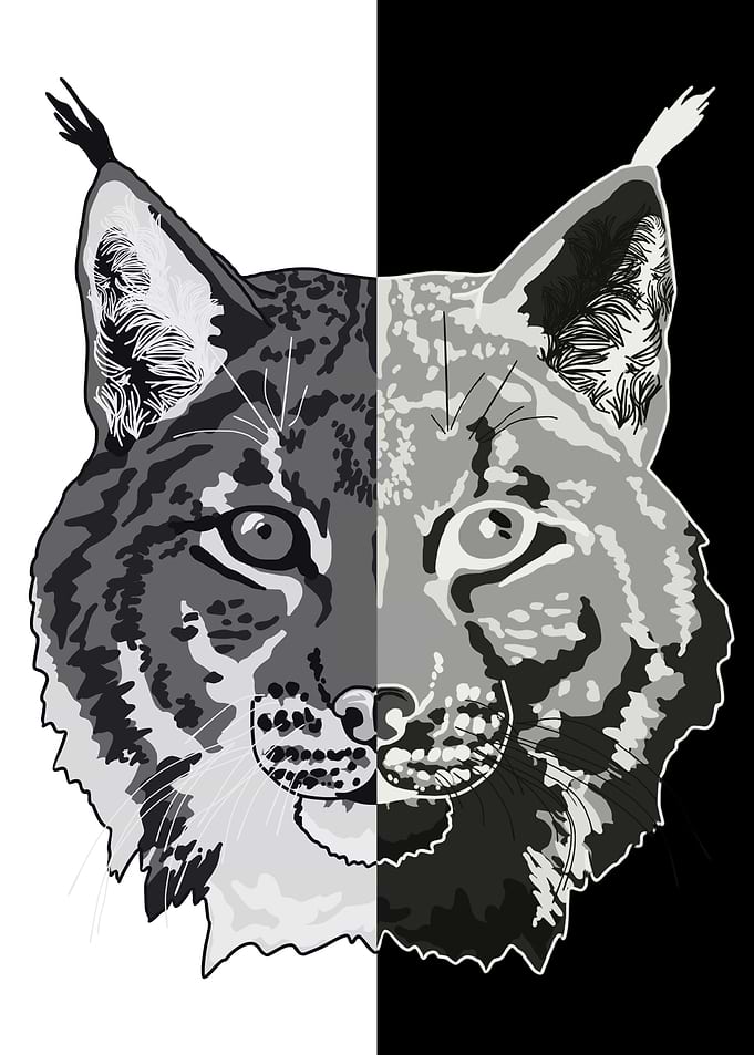 Lynx Portrait