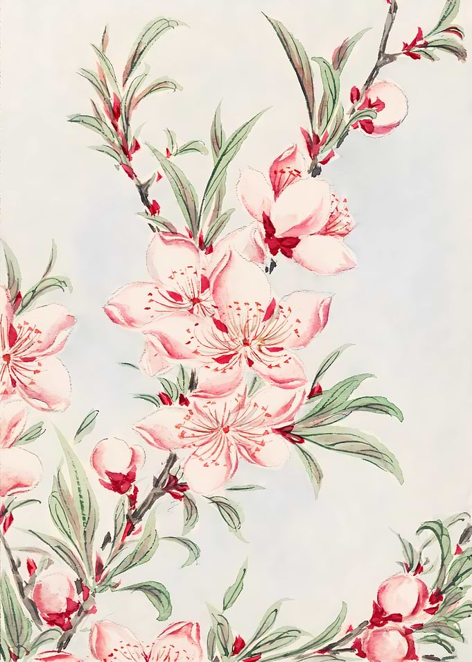 Peach Blossom