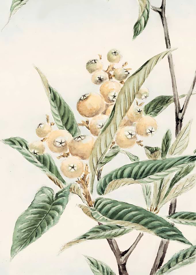 Biwa Loquat Branch