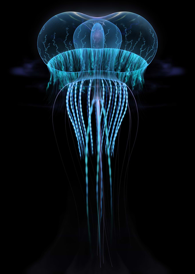 Queen Jellyfish