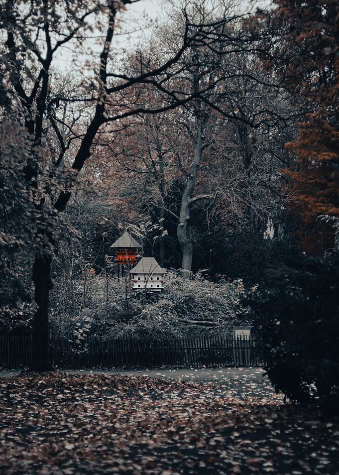 Birdhouse in the Woods