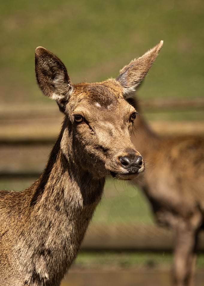 Close-up of a Deer