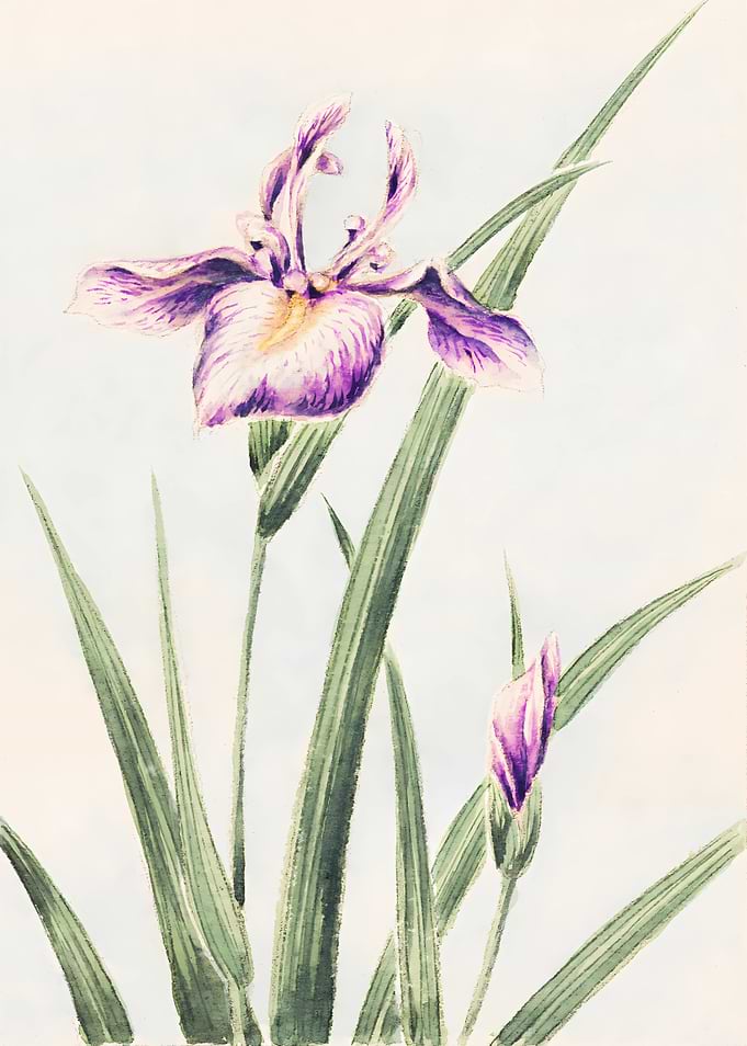 Watercolor Iris Flower