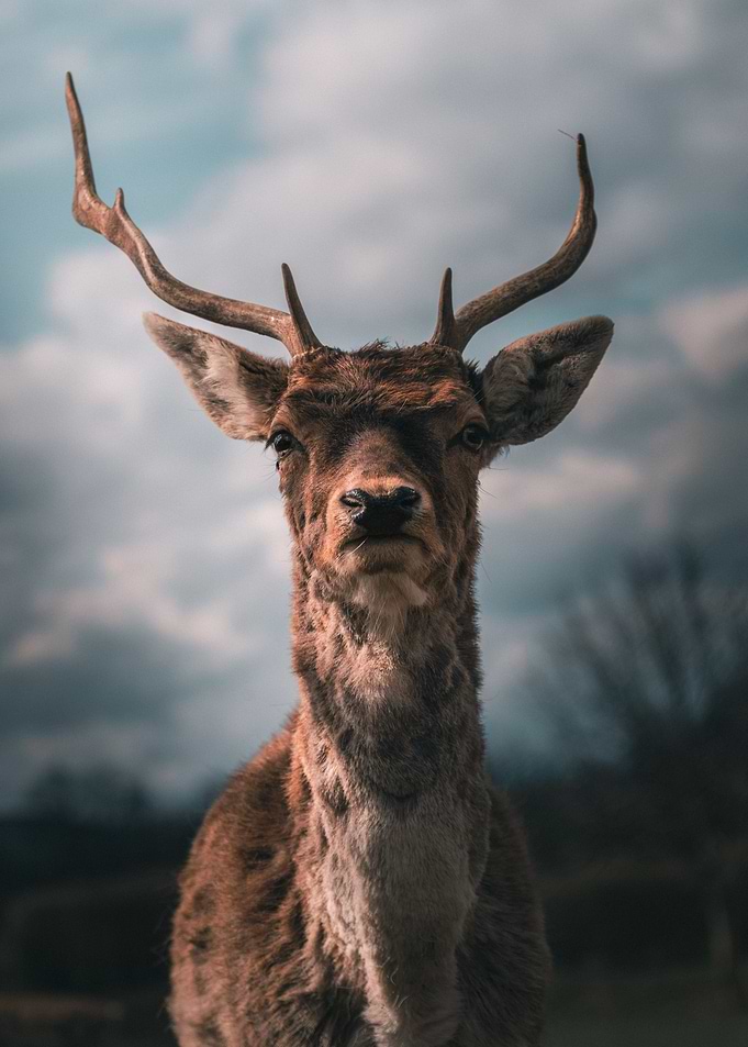 Deer Portrait