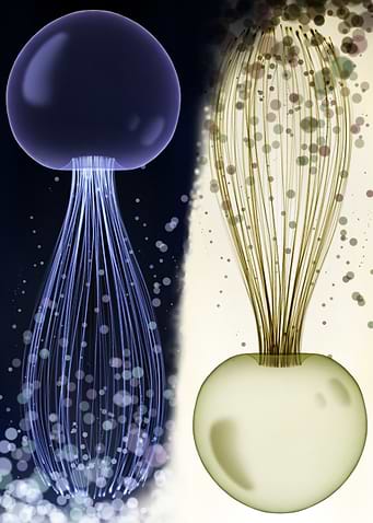 yinyang Jellyfish
