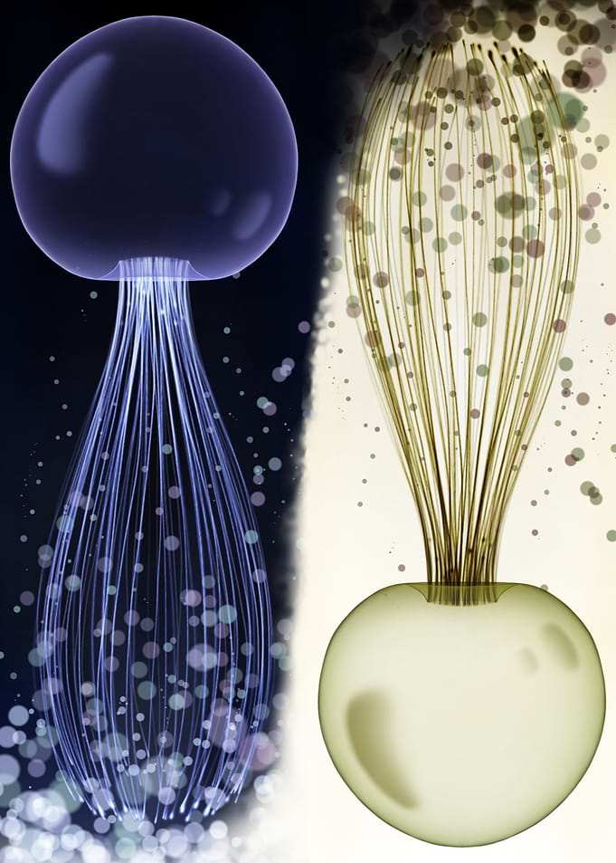yinyang Jellyfish