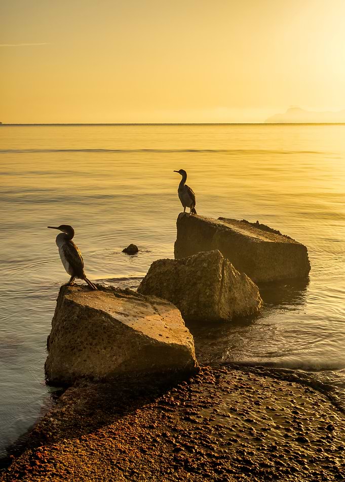 Cormorants at Sunset Birds sea beach