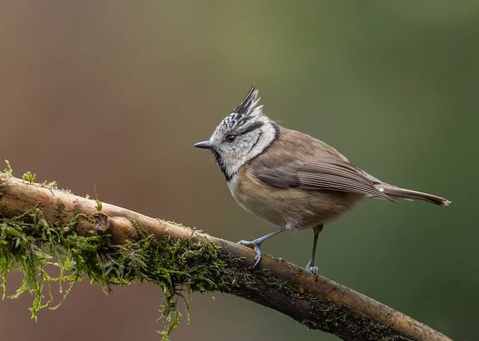 Crested Tit on Branch