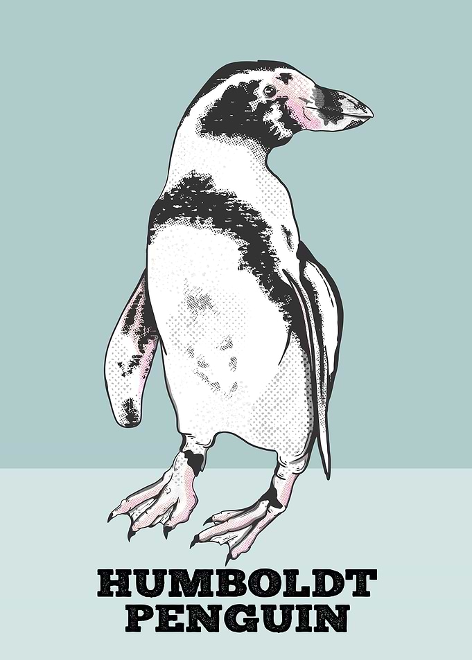 Humboldt Penguin Illustration