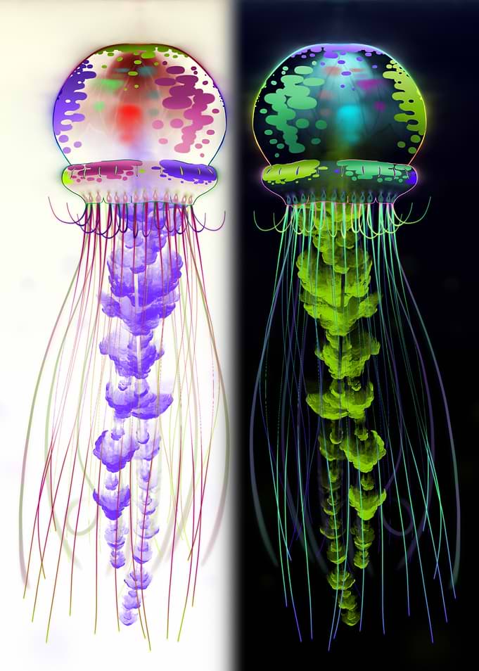 Mirrored greater Jellyfish