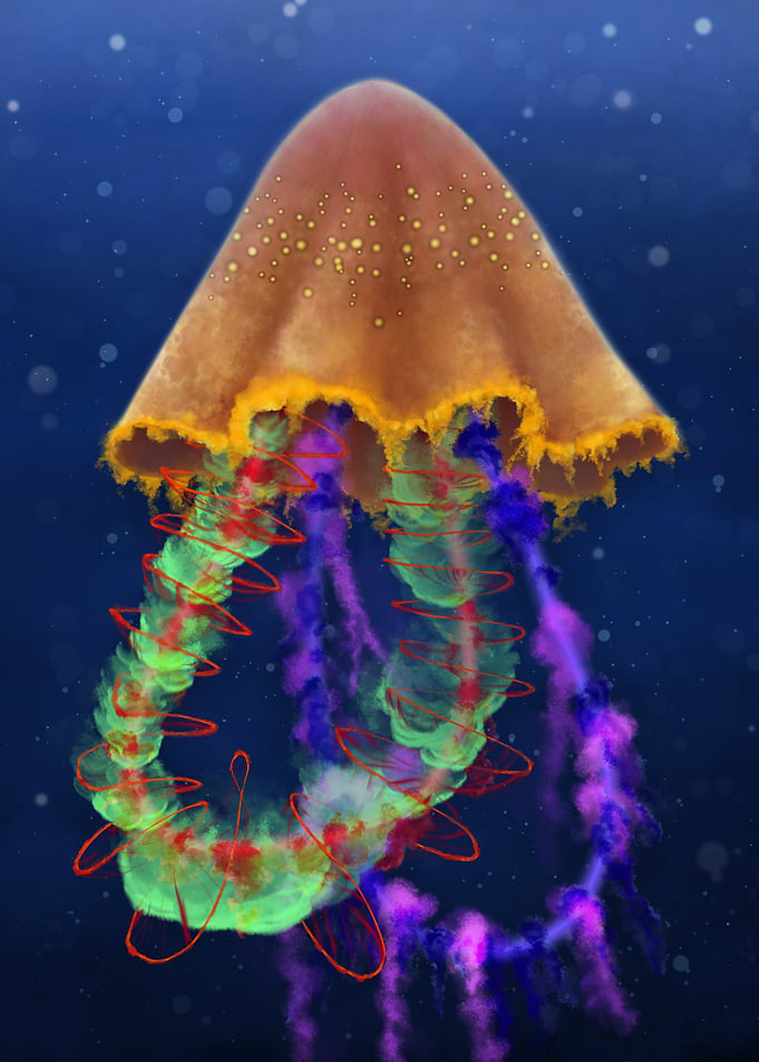 Loopy Jellyfish
