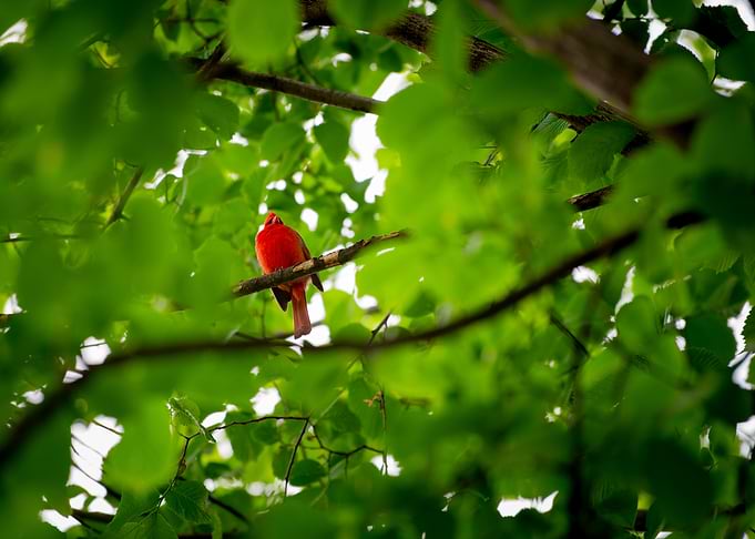 Red Cardinal Perched Among Green Leaves