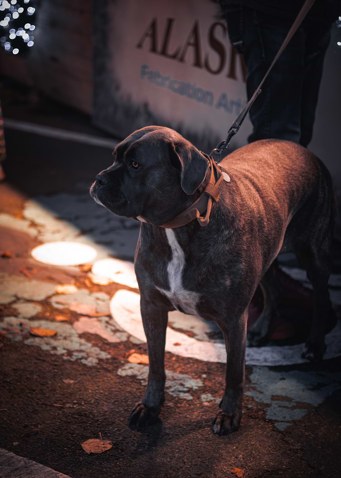 Black Dog on Leash