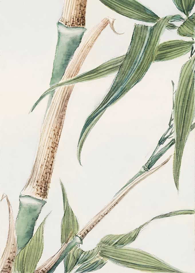 Japanese Bamboo