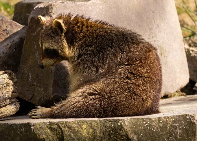 Raccoon Sitting on Rock