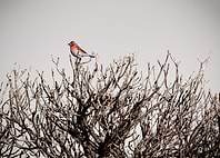 Cassin's Finch in Southwestern Winter Light