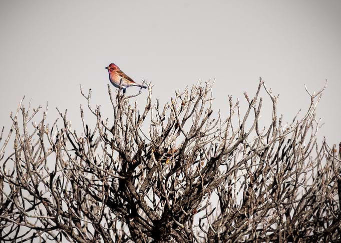 Cassin's Finch in Southwestern Winter Light