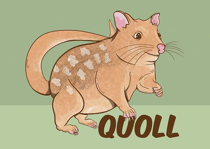 Cute Quoll Illustration
