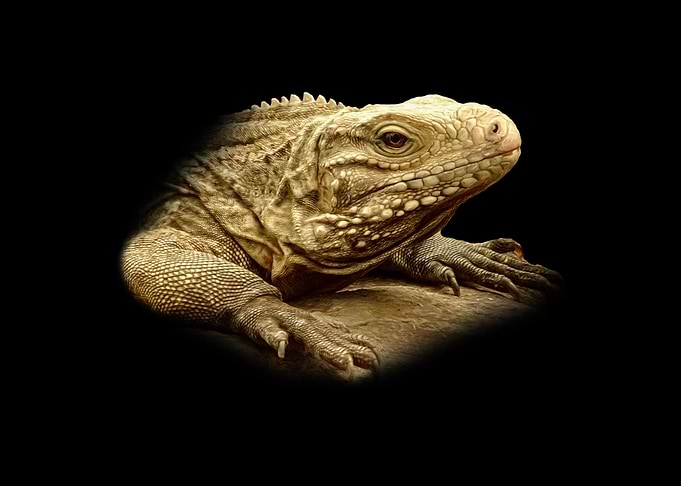 Iguana Portrait