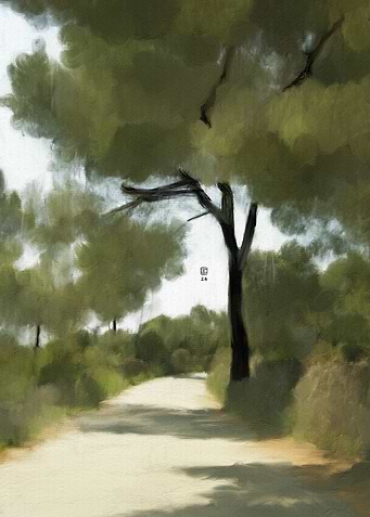 Tree-lined Path