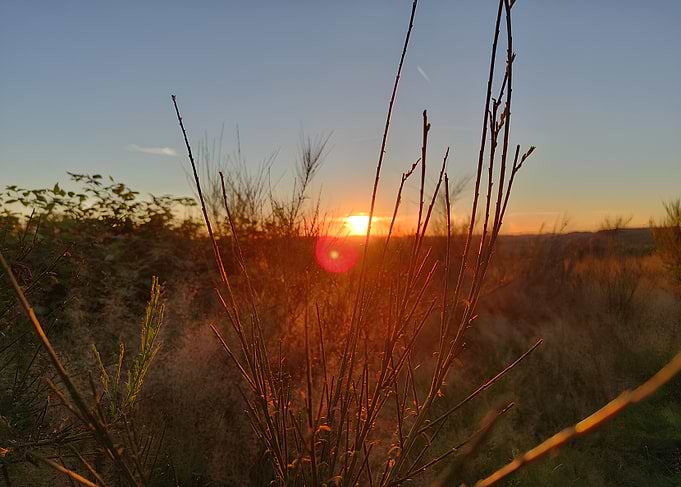 Sunset Through Branches