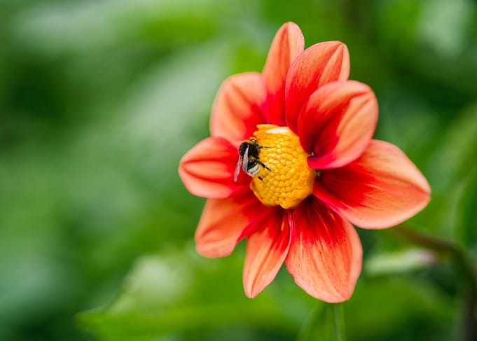 bumblebee on a Red Flower