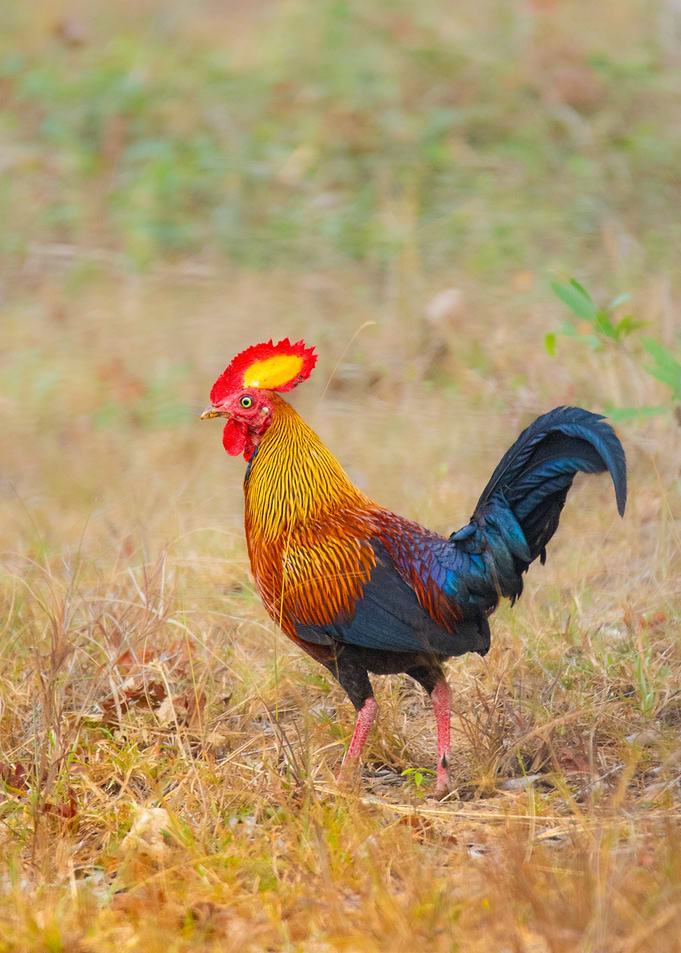 Red Junglefowl Rooster