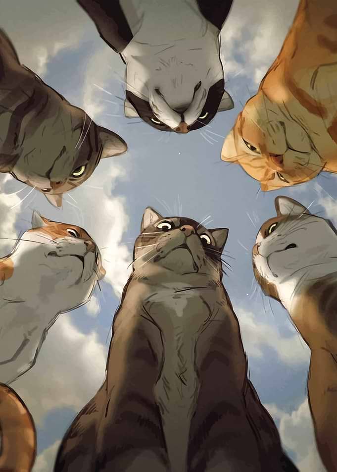 Cats Looking Up