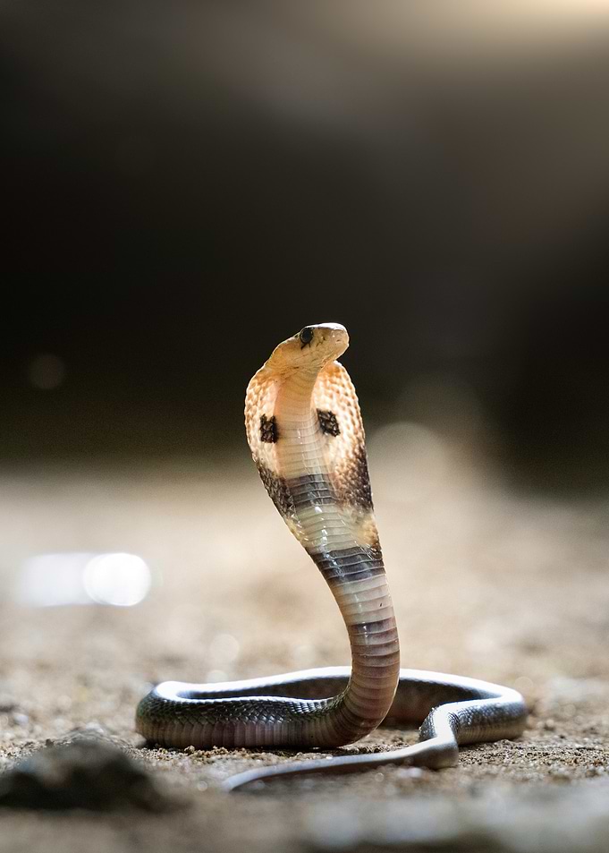 Cobra in Defensive Posture