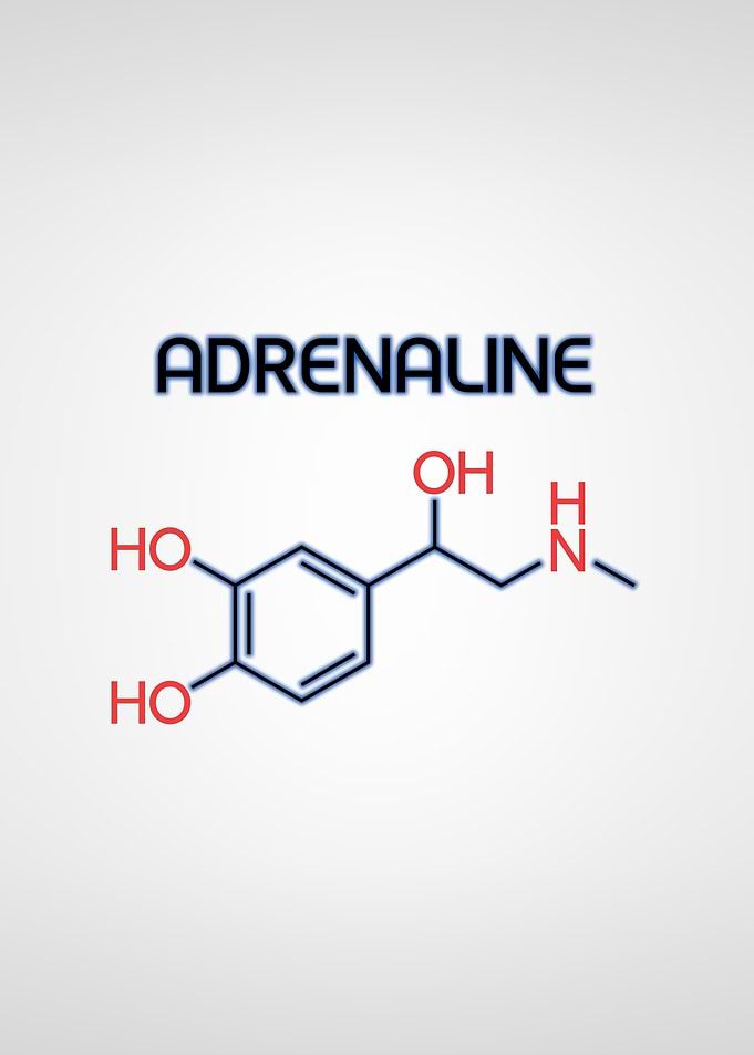Adrenaline Hormone