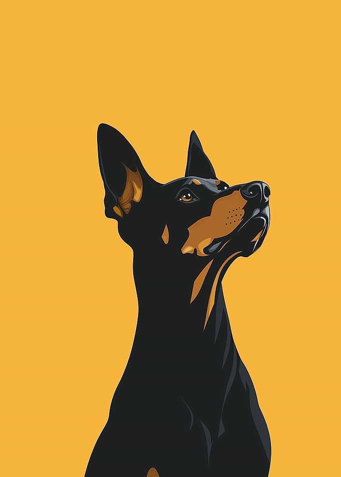 Doberman Pinscher Portrait