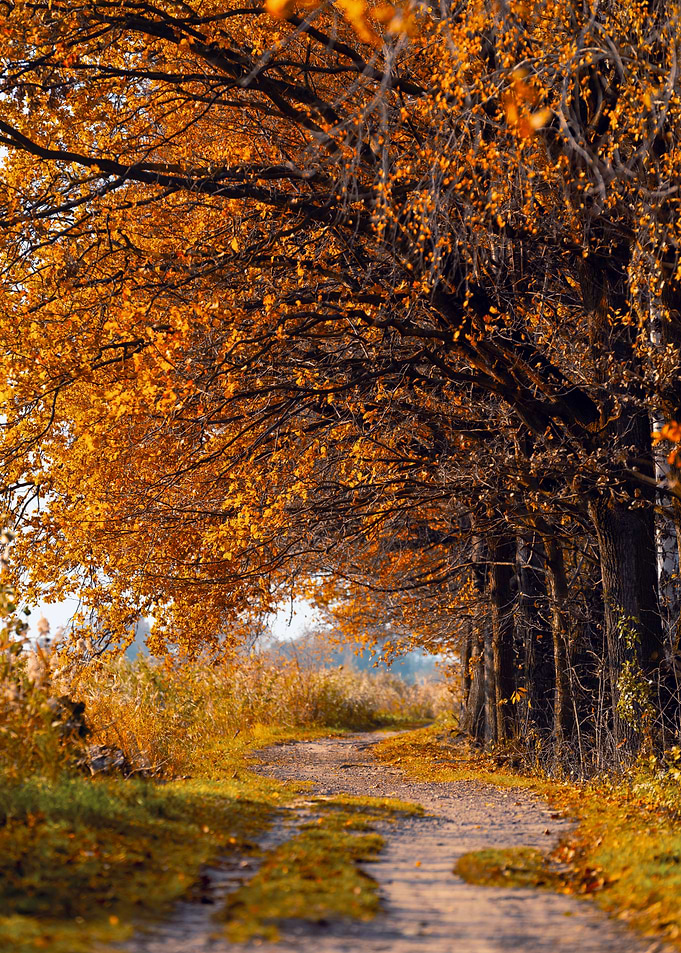 Autumn Path Through Trees