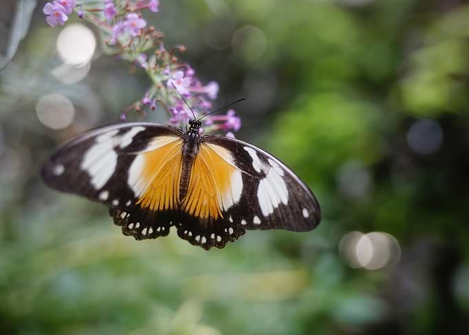 Exotic Butterfly on Flower
