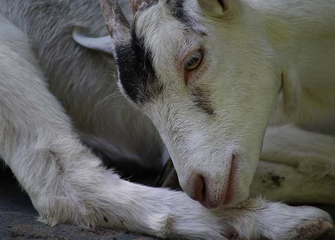 Close-up of a Goat