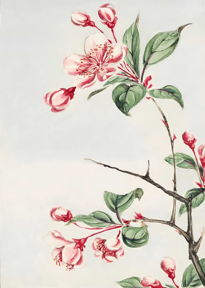 Pink Blossom Branch