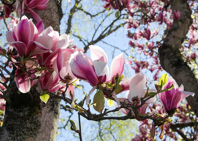 The Pink Trail