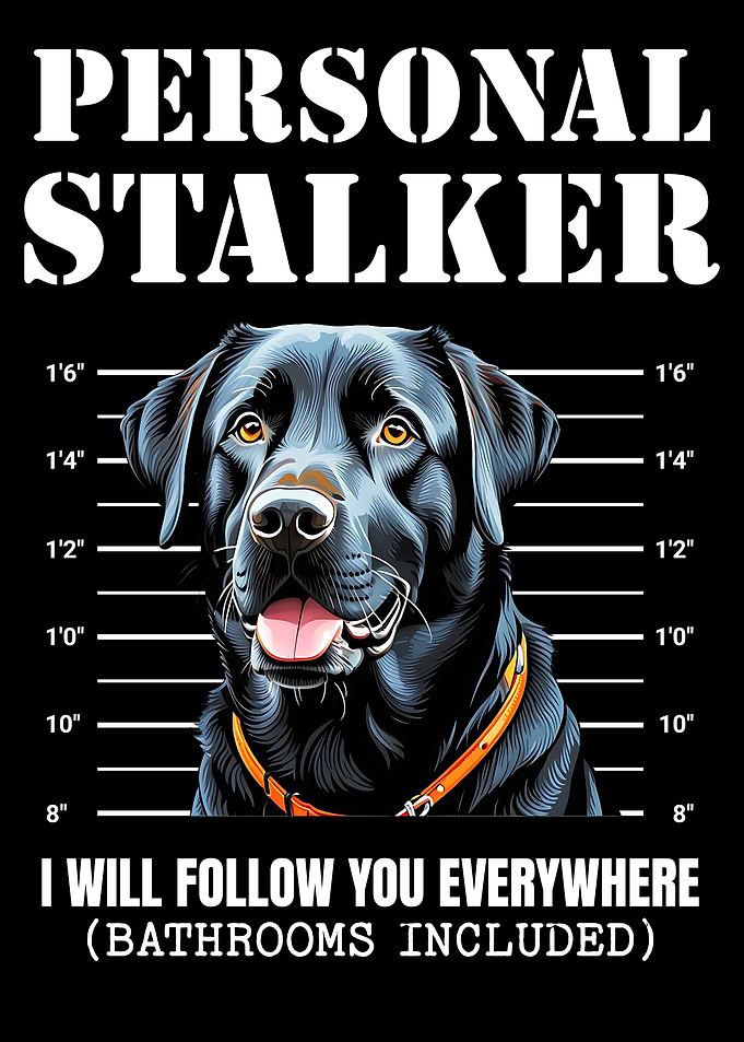 Black Labrador Stalker