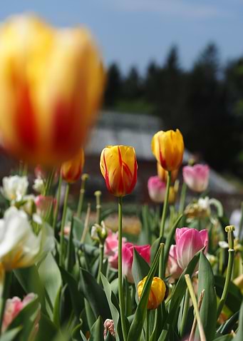 Yellow and Red Tulips
