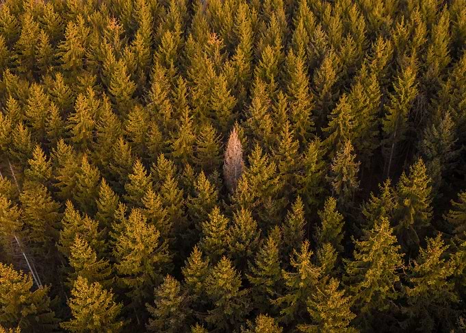 Lone Tree in Forest
