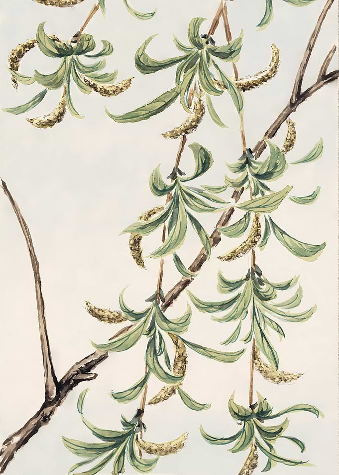 Willow Branch Watercolor