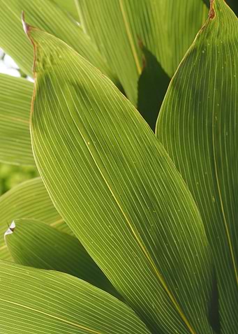 Green Leaf Texture