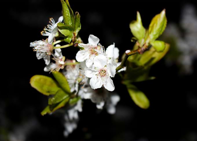 Enlightened White