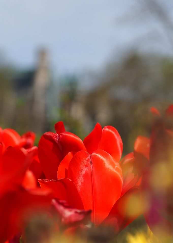 Red Tulips Close-Up