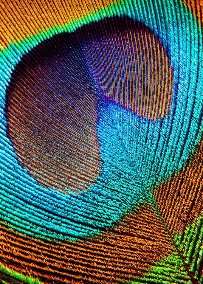 Peacock Feather Close-up