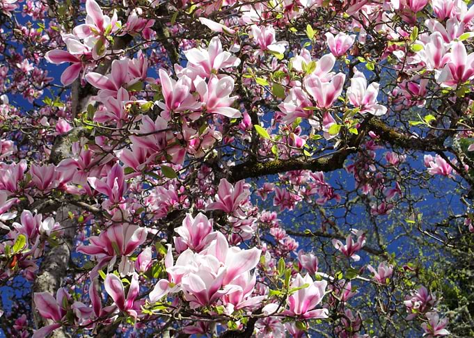 Sea of Pink
