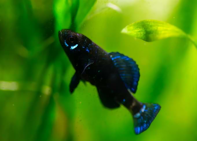 fish of florida- Elassoma gilberti