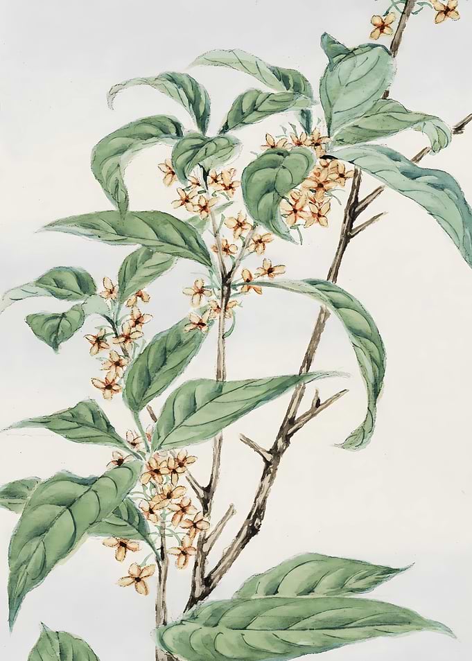 Stem with Leaves and Flowers