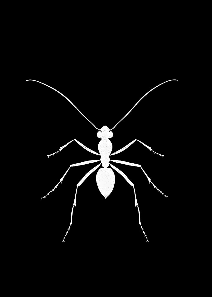 Animal White Ant Art