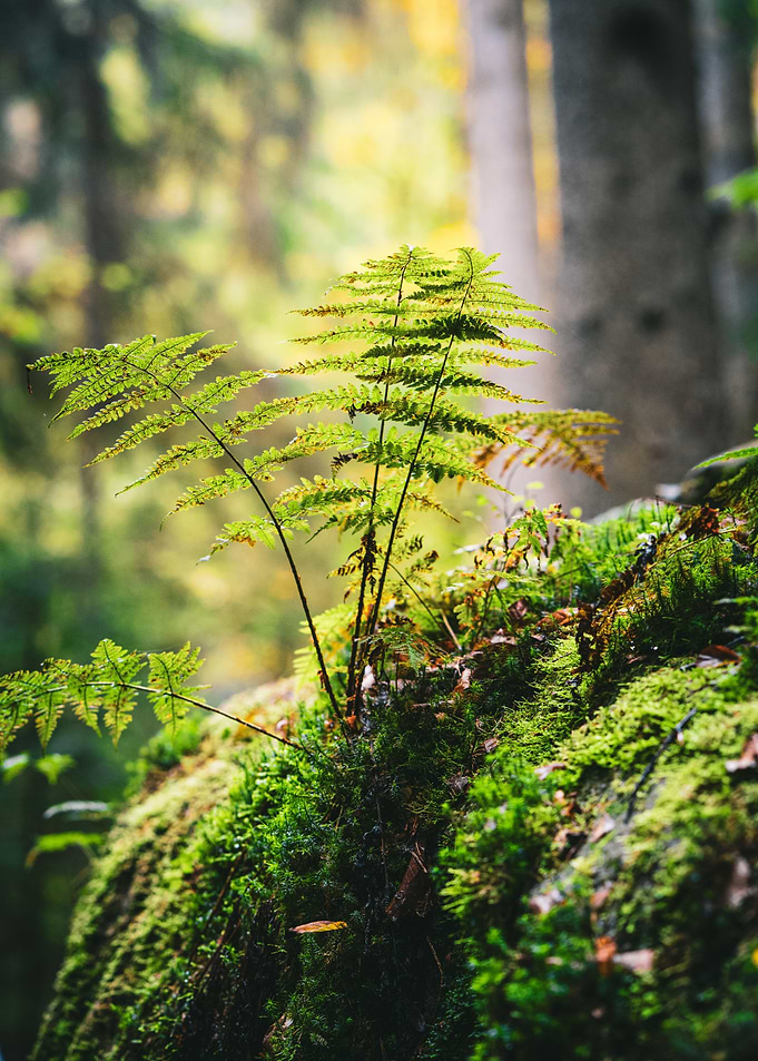 Fern in Forest