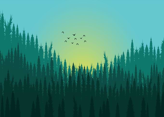 Forest Silhouette